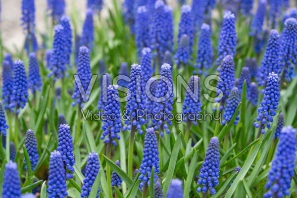 Muscari Lindsay