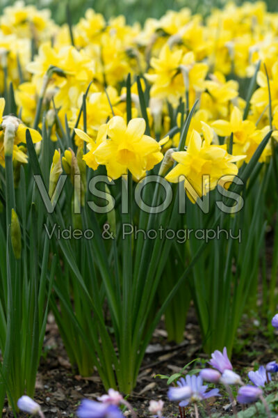 Narcissus Pure Sun
