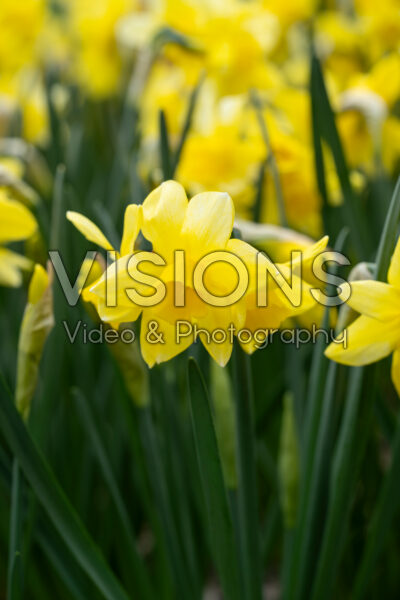 Narcissus Pure Sun Narcissus Pure Sun