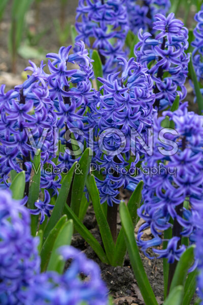 Hyacinthus Blue Jacket