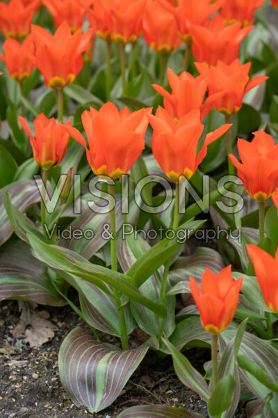 Tulipa Park Dreamway
