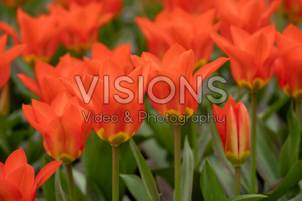 Tulipa Park Dreamway