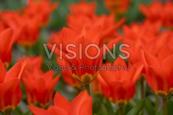Tulipa Park Dreamway
