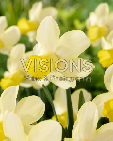 Narcissus Lemon Spray