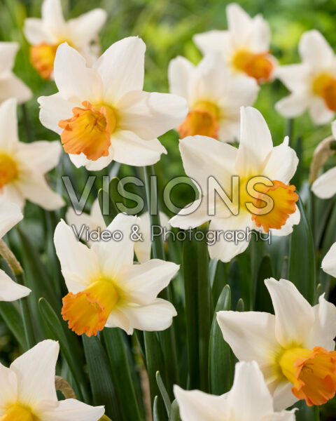 Narcissus The Foxtrot