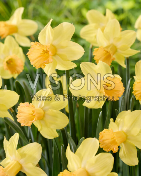Narcissus Kyra Maria