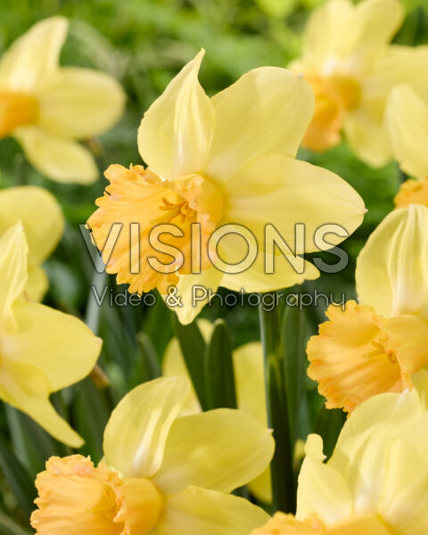 Narcissus Kyra Maria