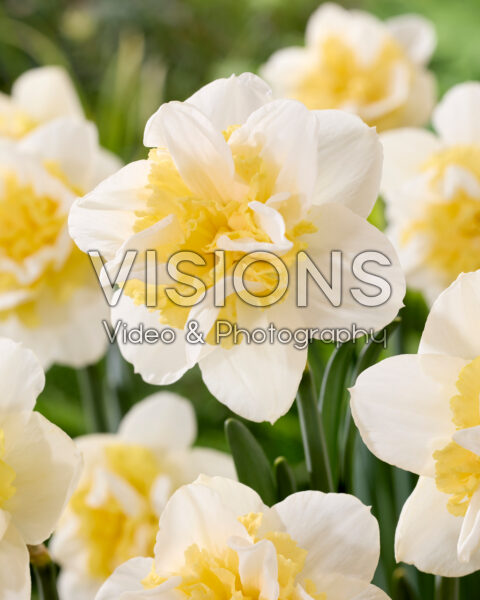 Narcissus Amira