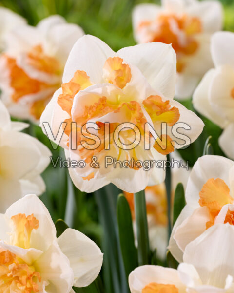 Narcissus Peach Prince