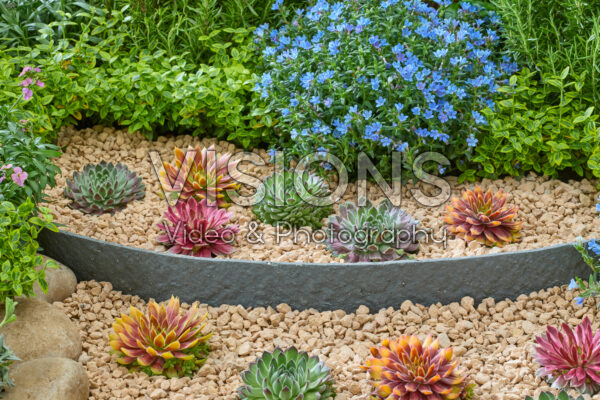 Sempervivum Chick Charms® gemengd