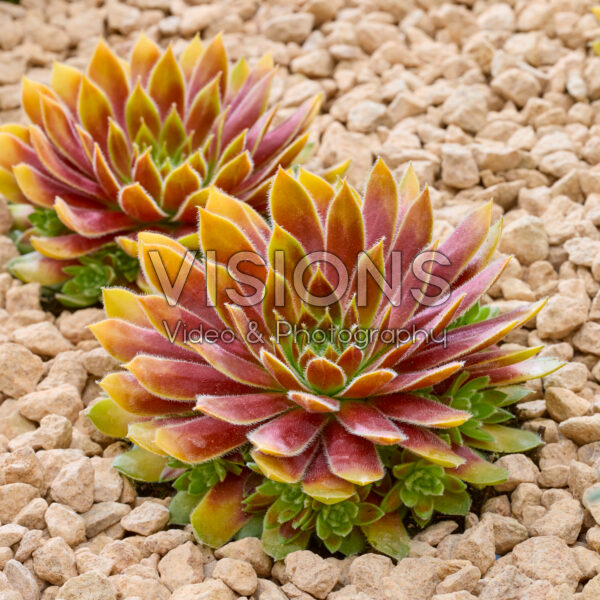 Sempervivum Chick Charms® Gold Rush