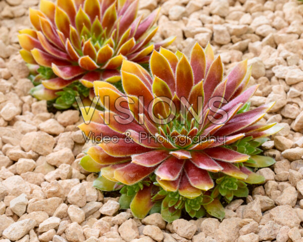 Sempervivum Chick Charms® Gold Rush