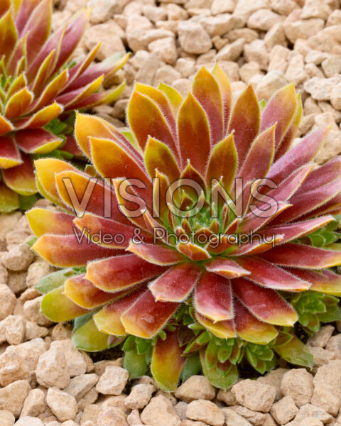 Sempervivum Chick Charms® Gold Rush