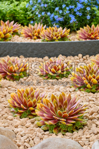 Sempervivum Chick Charms® Gold Rush