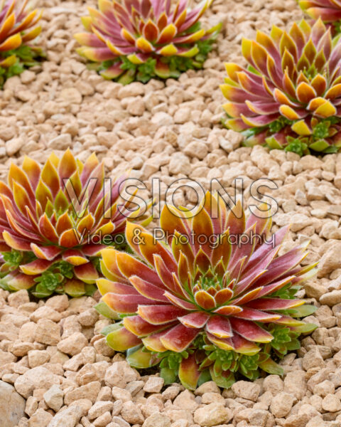 Sempervivum Chick Charms® Gold Rush