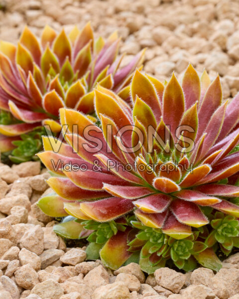 Sempervivum Chick Charms® Gold Rush