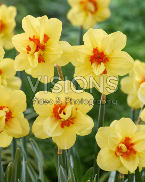 Narcissus Ascot
