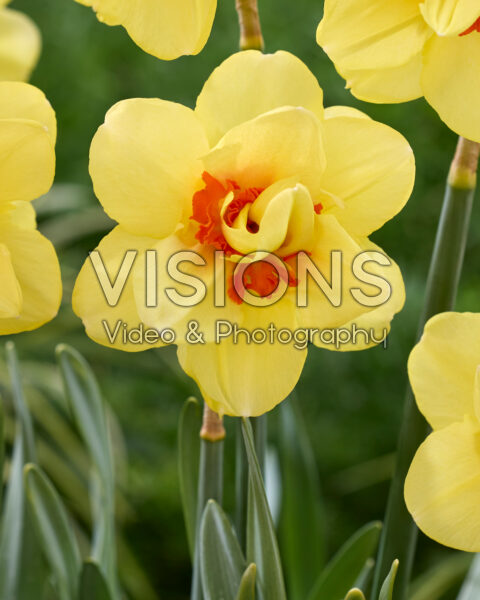 Narcissus Ascot