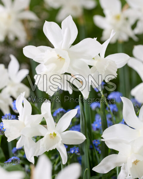 Narcissus Thalia