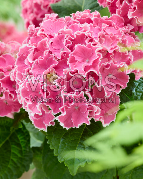 Hydrangea Dalida