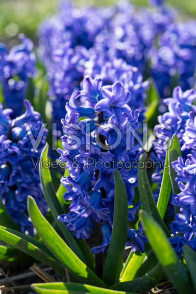 Hyacinthus All Stars