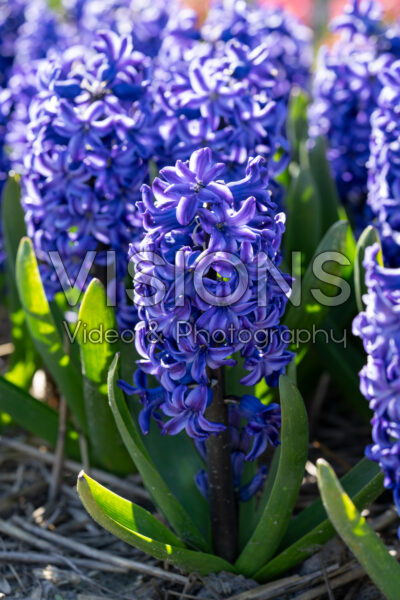 Hyacinthus Blue Jeans