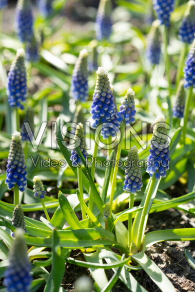 Muscari Emmy Muscari Emmy