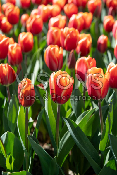 Tulipa Killerbody