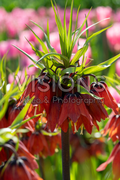 Fritillaria Red Beauty