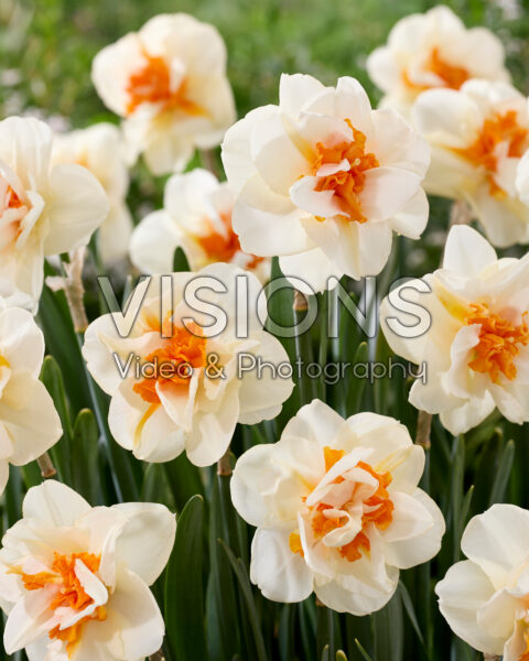 Narcissus Fragrant Spring