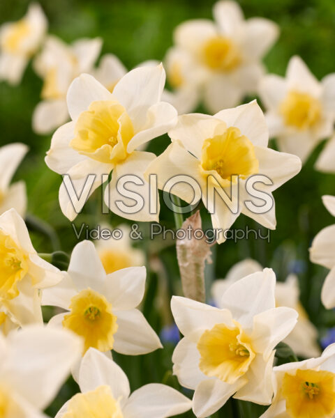 Narcissus Sweet Love