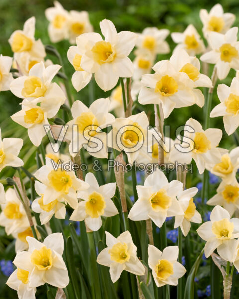 Narcissus Sweet Love