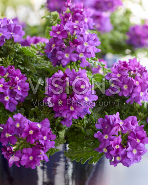 Verbena peruviana Vitessa Compact Blue