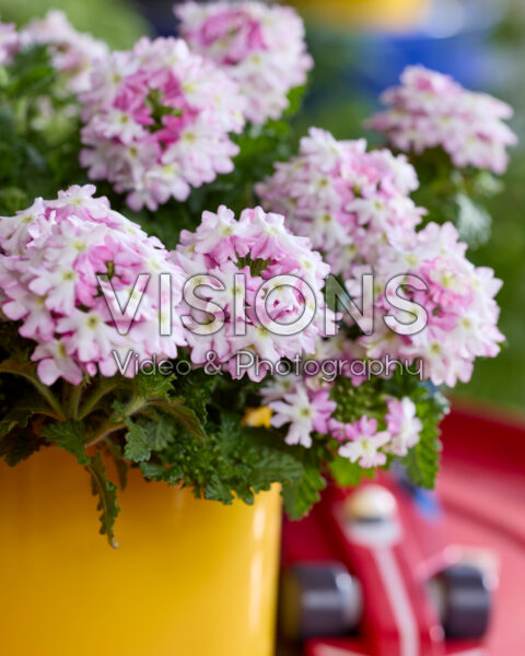 Verbena peruviana Vitessa Compact Pink Bicolour
