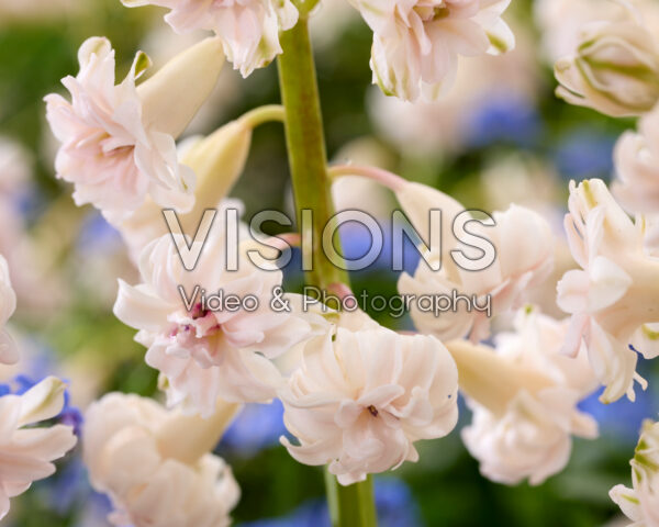 Hyacinthus Gloria Mundi