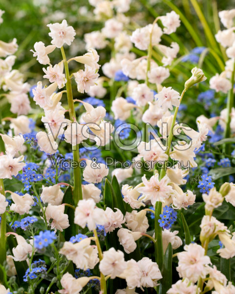 Hyacinthus Gloria Mundi