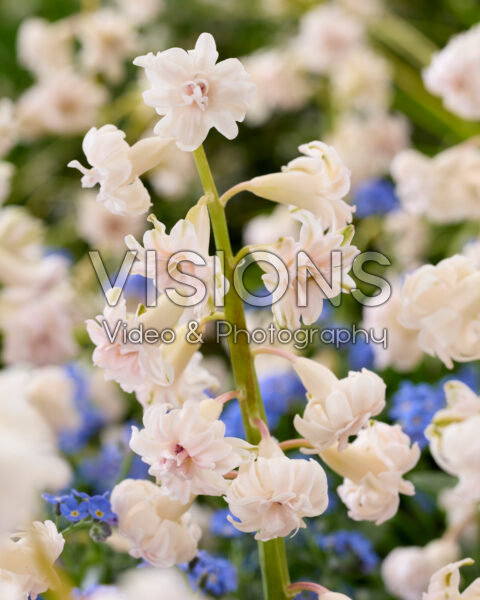 Hyacinthus Gloria Mundi