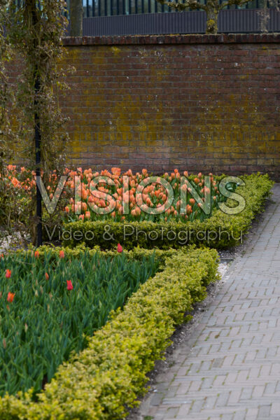 Buxus BetterBuxus® Babylon Beauty