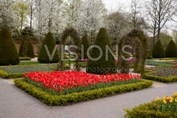Buxus BetterBuxus® Babylon Beauty