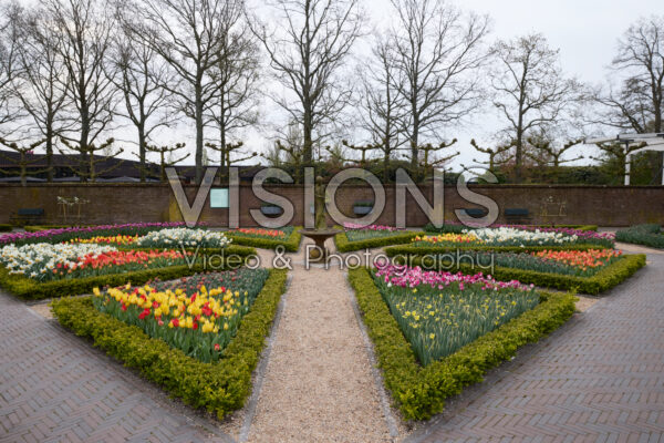 Buxus BetterBuxus® Babylon Beauty