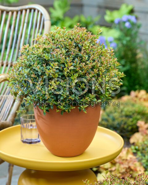 Osmanthus heterophyllus Perfume Party