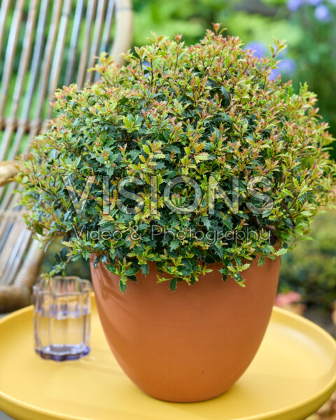 Osmanthus heterophyllus Perfume Party Osmanthus heterophyllus Perfume Party