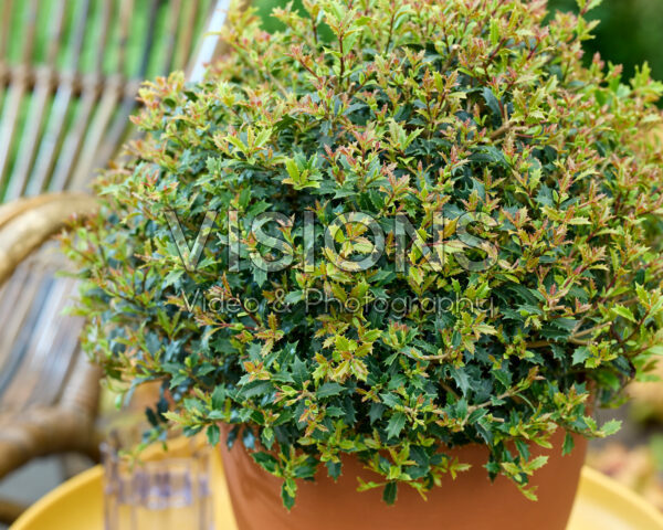 Osmanthus heterophyllus Perfume Party
