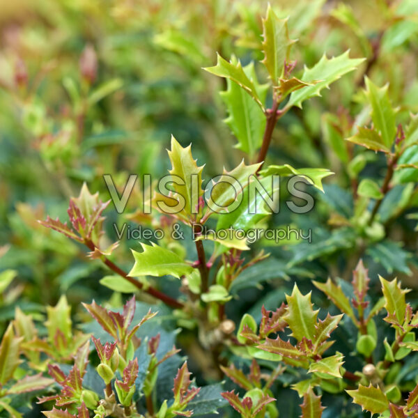 Osmanthus heterophyllus Perfume Party