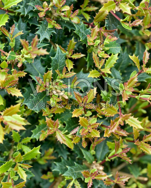 Osmanthus heterophyllus Perfume Party