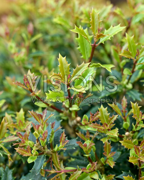 Osmanthus heterophyllus Perfume Party