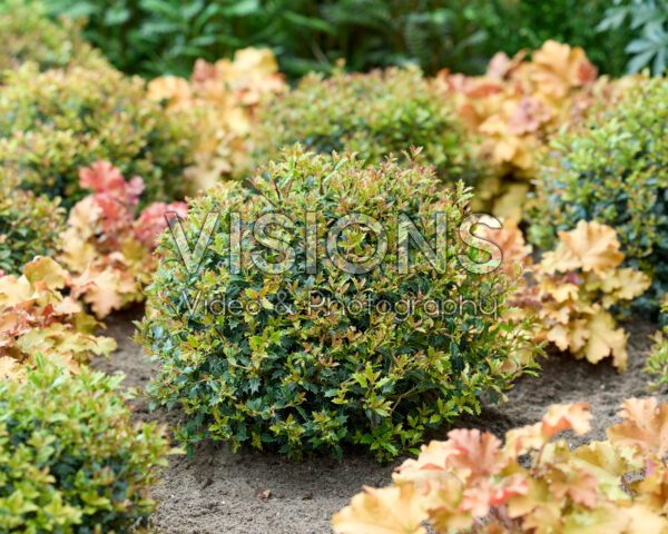 Osmanthus heterophyllus Perfume Party