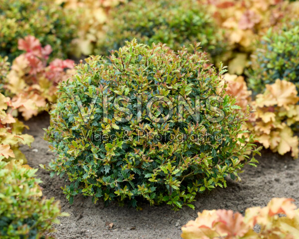 Osmanthus heterophyllus Perfume Party
