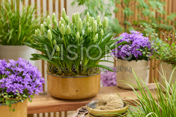 Muscari Lady Madonna
