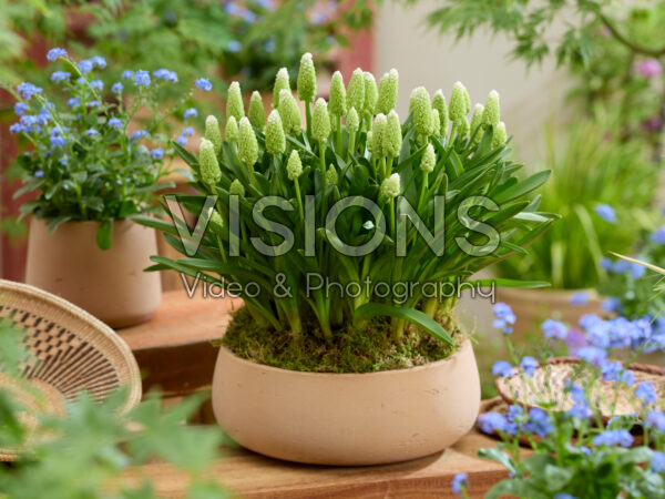 Muscari Lady Madonna